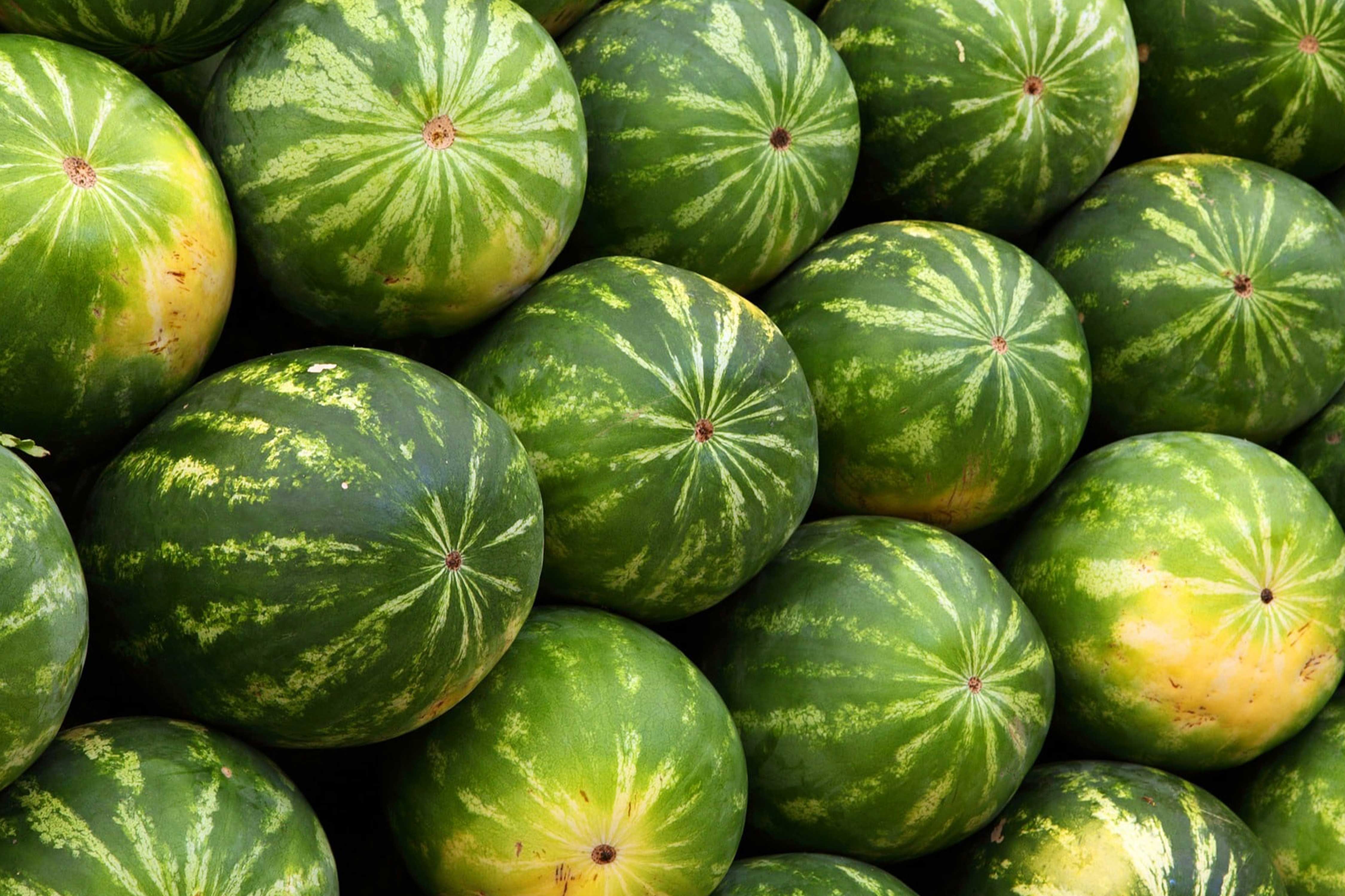 Tomatoes on Display