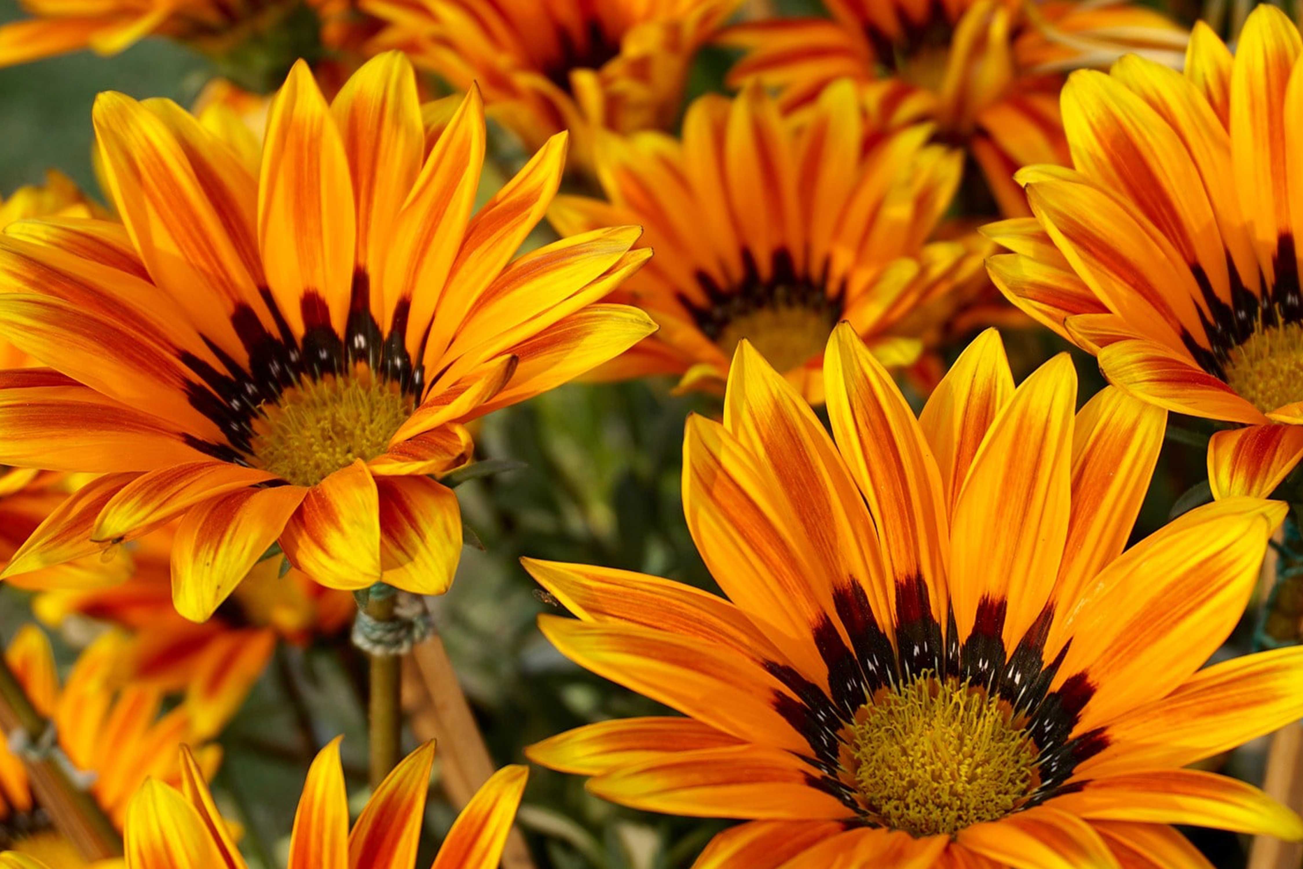 Flowers on Display